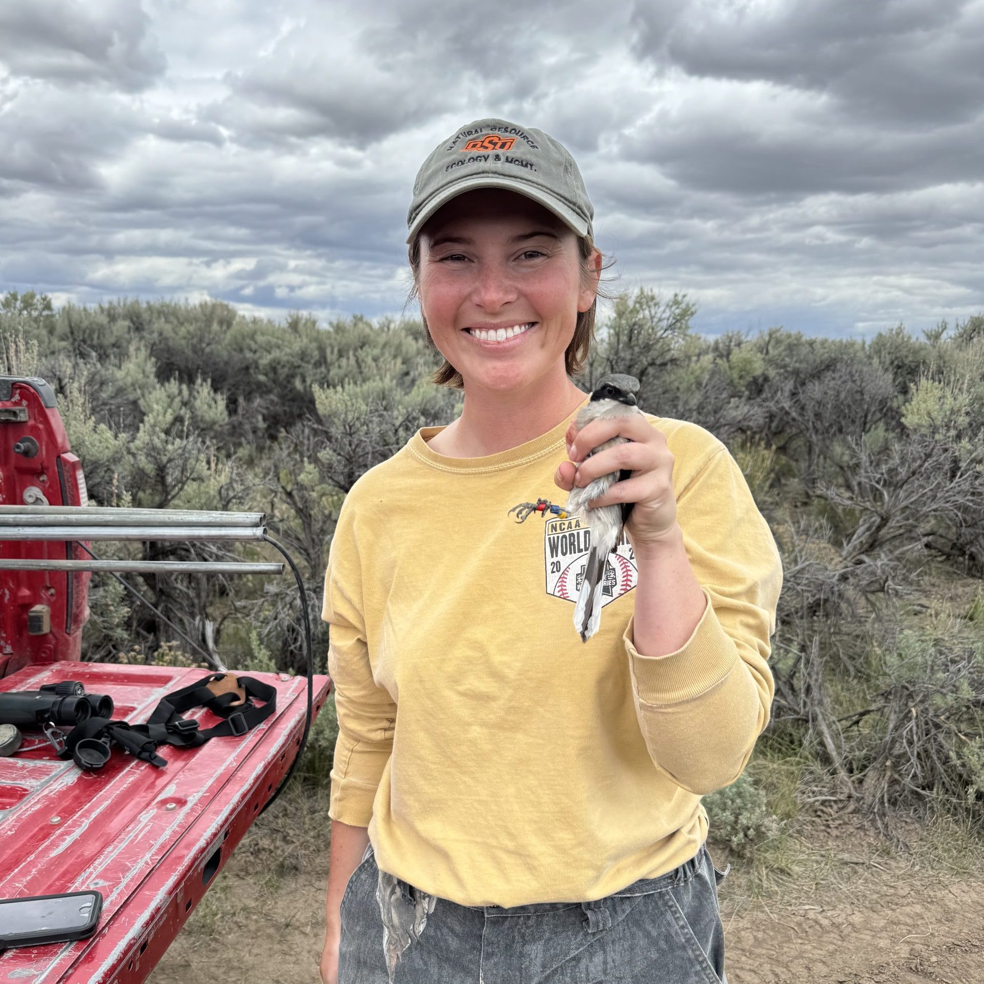Western Wyoming Loggerhead Shrike